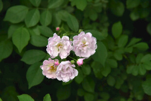 粉嫩蔷薇花绽放绿叶间