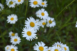 白色雏菊绽放于绿野间