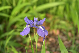 紫色鸢尾花绽放于绿草间