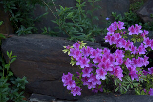 石旁绽放的绚烂紫花