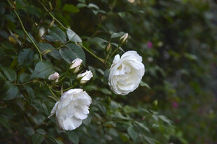 洁白绽放的娇艳白玫瑰花