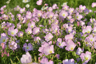 粉色花海绽放迷人景致