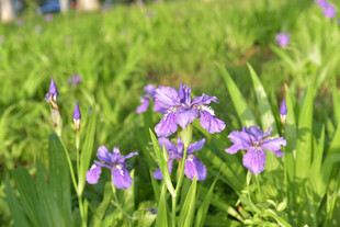 紫色鸢尾花绽放于绿地