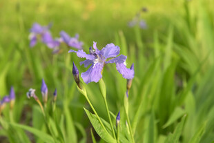 紫色鸢尾花绽放于绿野