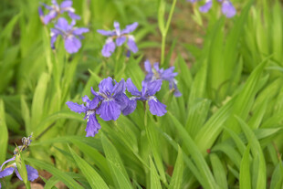 紫色鸢尾花绽放于绿草间