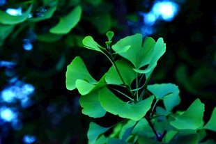 嫩绿银杏叶特写