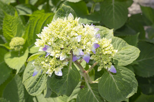 八仙花