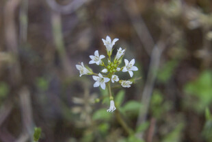 泽珍珠菜