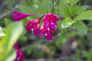 锦带花