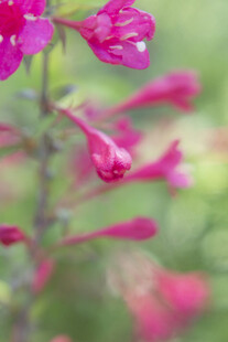 锦带花