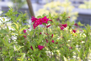 锦带花