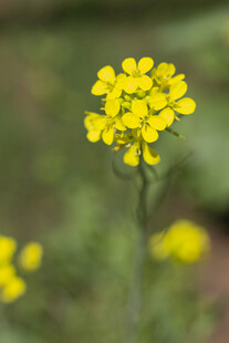 油菜花