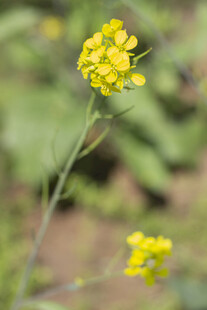 油菜花