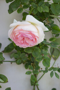 藤本月季花特写
