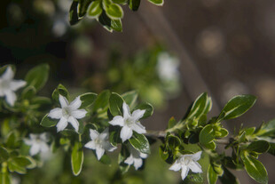 六月雪白色小花绽放枝头