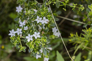 六月雪白色小花绽放于绿植间