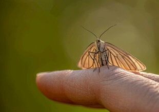 指尖上的美丽蝴蝶