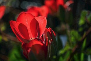 娇艳红花朵尽显自然之美