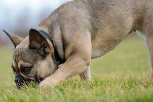 法国斗牛犬嗅闻草地