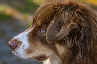 棕色萌犬侧颜特写