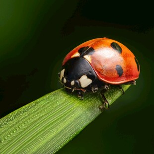 绿叶上的红色瓢虫