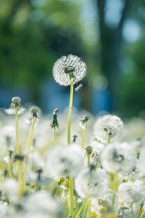蒲公英花海