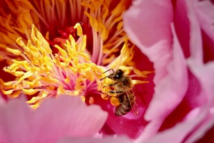 蜜蜂采蜜于娇艳牡丹花中
