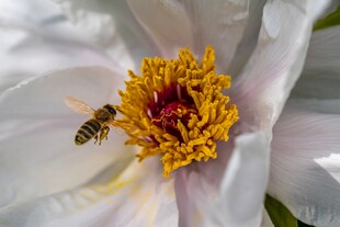 蜜蜂采蜜于娇艳白牡丹