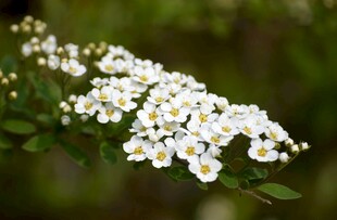 白色小花绽放枝头