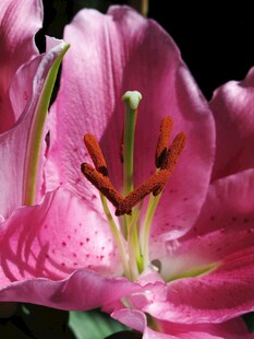 娇艳粉色百合花特写