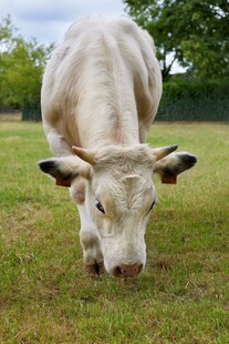 草地中低头吃草的白牛