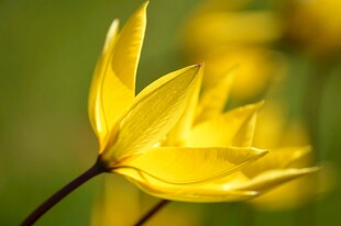 绽放的黄色美丽花朵