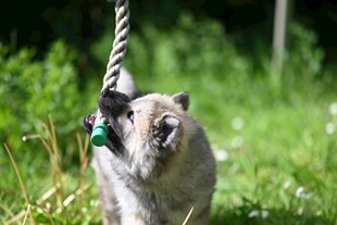 猫咪被牵引绳拴在草地上