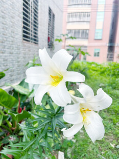 百合花