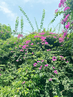 三角梅