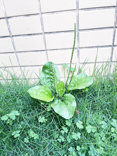 车前草