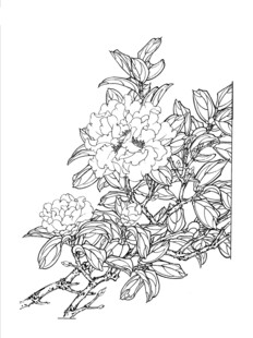 花卉线描图 精致花朵绽放