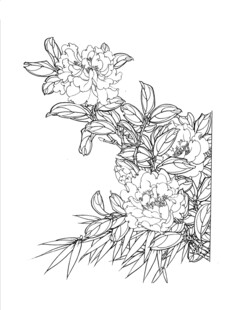 花卉线描图 精致植物轮廓