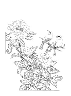 花鸟白描图