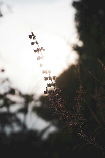 夕阳下的植物剪影