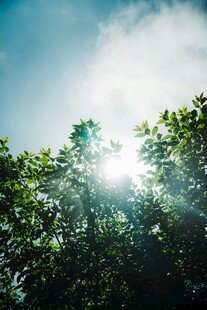 阳光穿透绿叶的清新景象