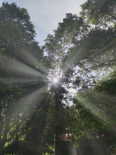林间阳光洒落的静谧美景