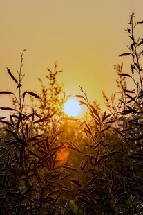 夕阳透过枝叶洒下美景