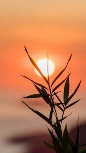 夕阳下的竹叶剪影