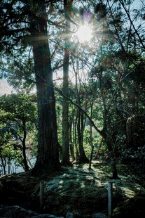 阳光洒落林间静谧景象