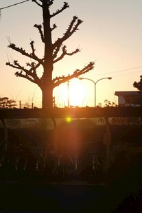 夕阳下的孤树剪影