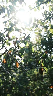 阳光洒落枝头的繁茂景象