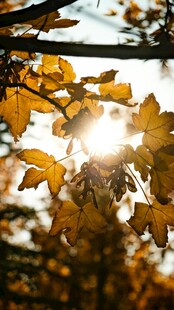 秋日阳光透过金黄树叶