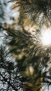 阳光透过松枝的美丽景象