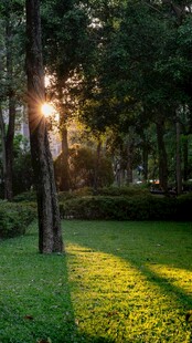 林间晨光洒草地